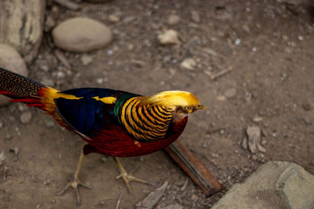 A vibrant Golden Pheasant displays its colorful feathers in the natural habitat of Sikkim, India.