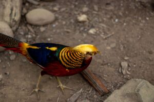 A vibrant Golden Pheasant displays its colorful feathers in the natural habitat of Sikkim, India.