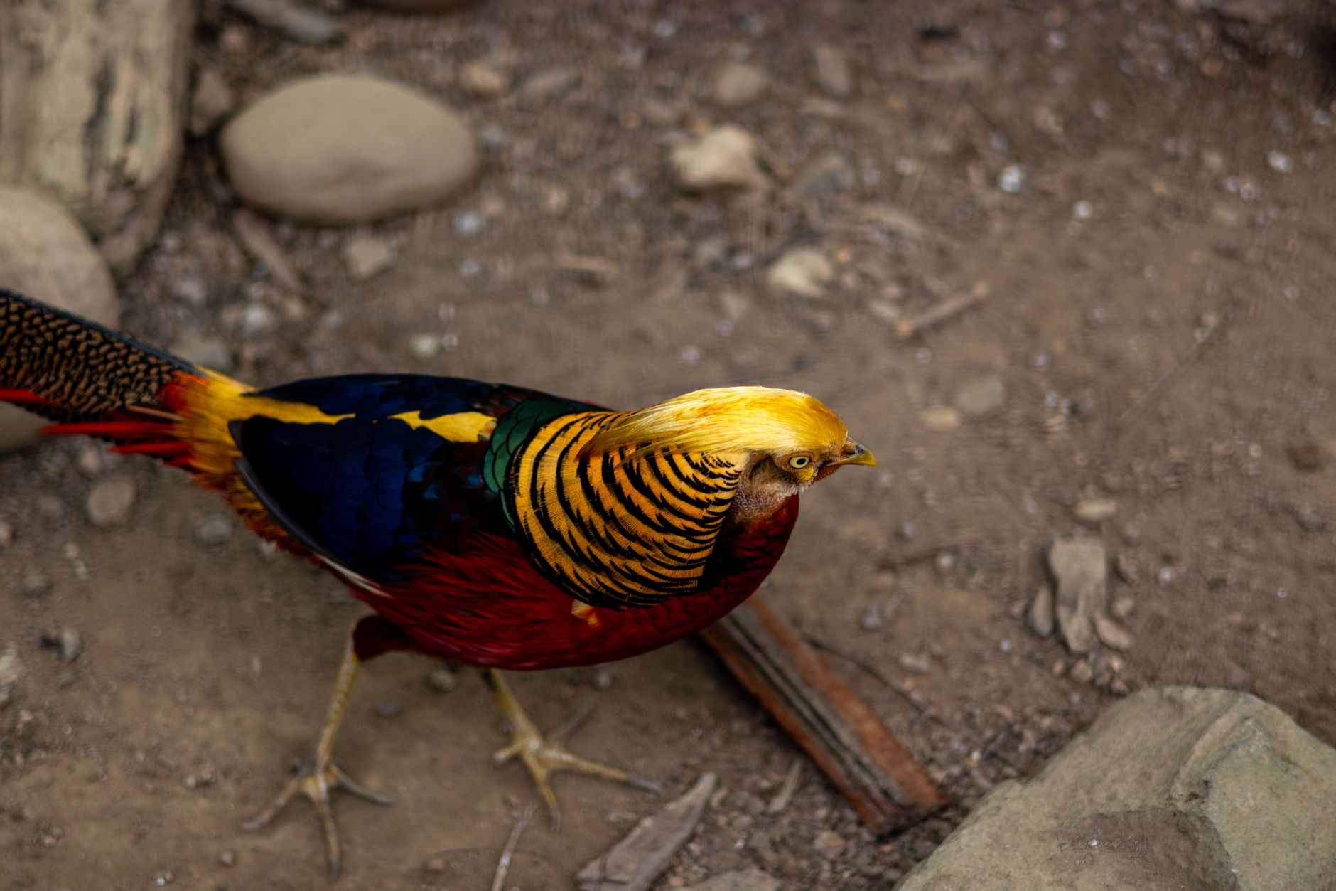 A vibrant Golden Pheasant displays its colorful feathers in the natural habitat of Sikkim, India.